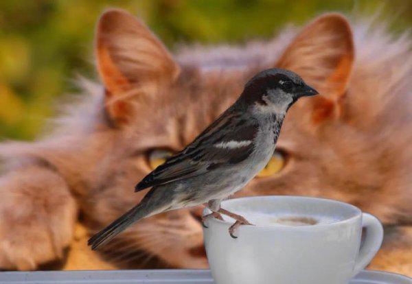 为什么猫咪感受不到甜味