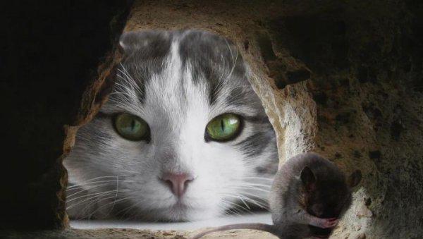 为什么猫咪感受不到甜味