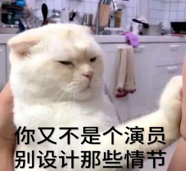 为什么猫咪感受不到甜味