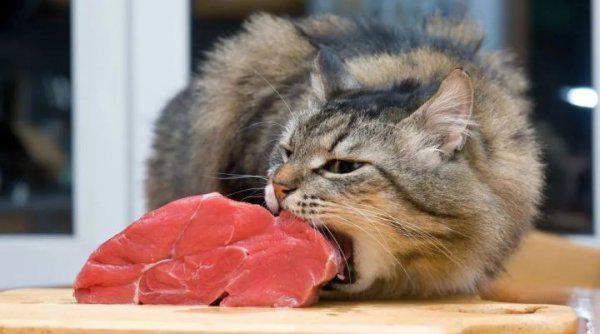 为什么猫咪感受不到甜味