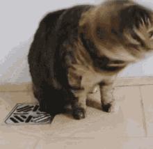 为什么猫咪感受不到甜味