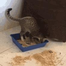 为什么猫咪感受不到甜味