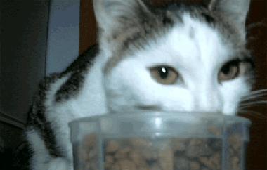 为什么猫咪感受不到甜味