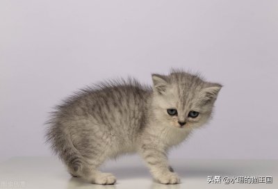 银渐层一般在什么价位 正常价多少钱可以买到一只银渐层