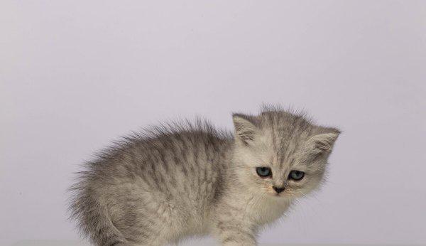 银渐层一般在什么价位