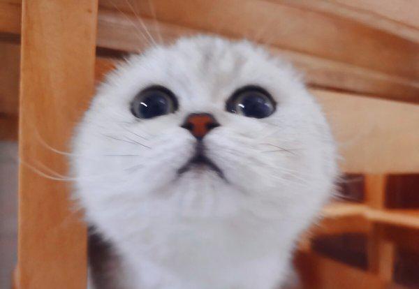 银渐层一般在什么价位