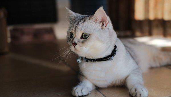 银渐层一般在什么价位