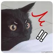 两只公猫可以一起养吗