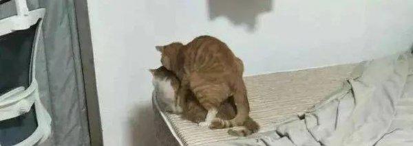 两只公猫可以一起养吗