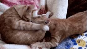 两只公猫可以一起养吗