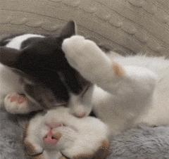 两只公猫可以一起养吗