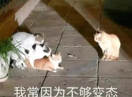 两只公猫可以一起养吗