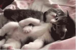 两只公猫可以一起养吗