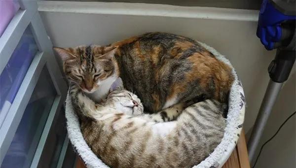 两只公猫可以一起养吗