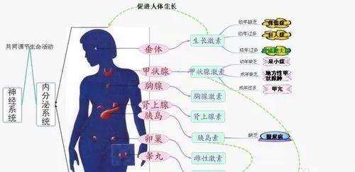 吴昕的腿是怎么瘦的