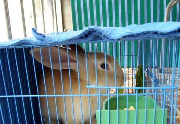 单独一只兔子会无聊吗