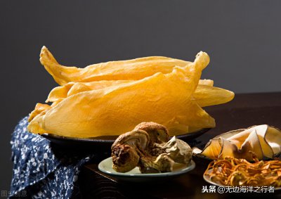 鱼胶是什么鱼的哪个部位 鱼胶是鱼上面的鱼鳔位置