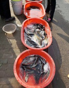 野生黑鱼和养殖黑鱼的区别 怎么辨别野生还是家养黑鱼