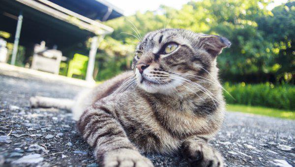 口碑比较好的国产猫粮