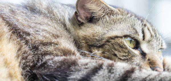 口碑比较好的国产猫粮