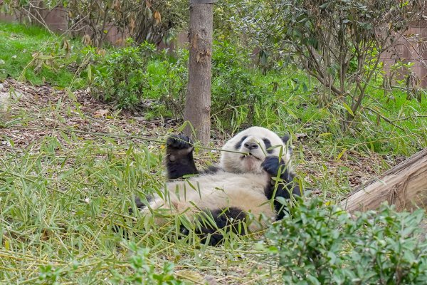 成都熊猫基地属于哪个区