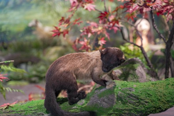 成都熊猫基地属于哪个区