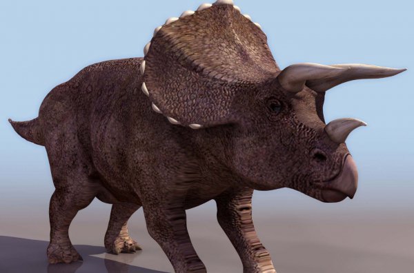 三角龙的外形特点