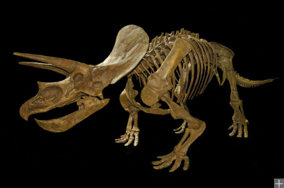 三角龙的外形特点