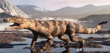 哺乳动物有哪些