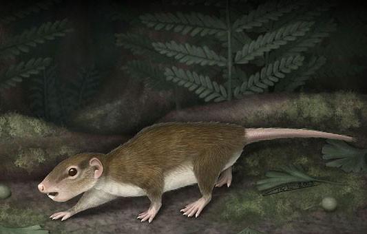 哺乳动物有哪些