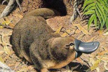 哺乳动物有哪些