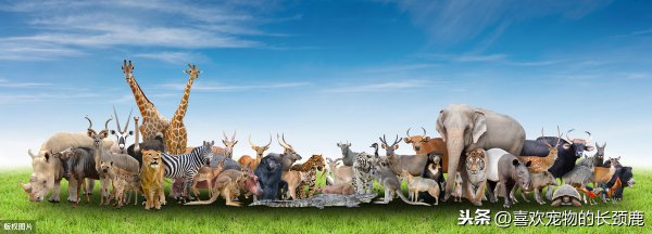 哺乳动物有哪些