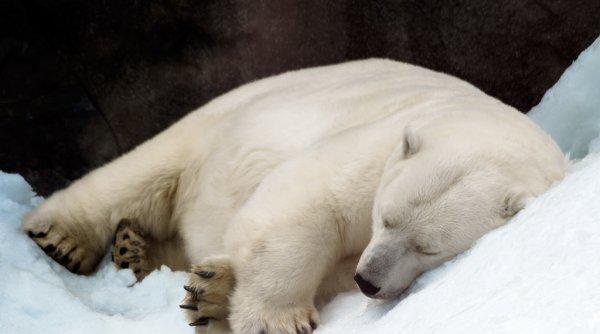 哺乳动物有哪些