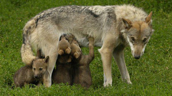 哺乳动物有哪些