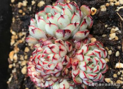 为什么云南的多肉不能买 云南多肉不值得买的原因