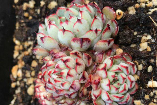 为什么云南的多肉不能买