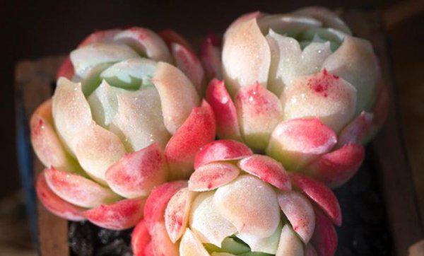 为什么云南的多肉不能买