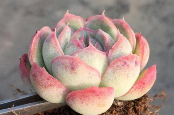 为什么云南的多肉不能买