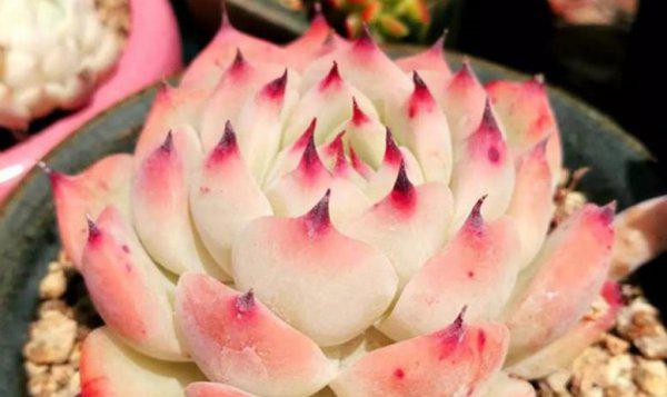 为什么云南的多肉不能买