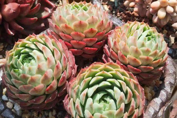 为什么云南的多肉不能买