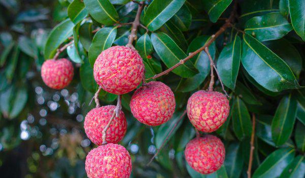 安徽名优特产水果都有哪些