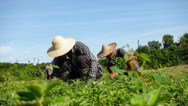 安徽名优特产水果都有哪些