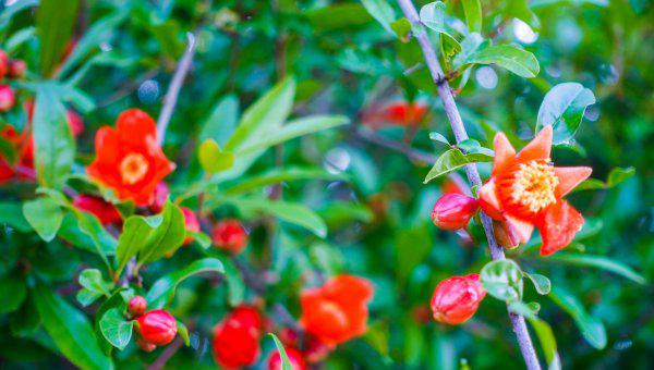 安徽名优特产水果都有哪些