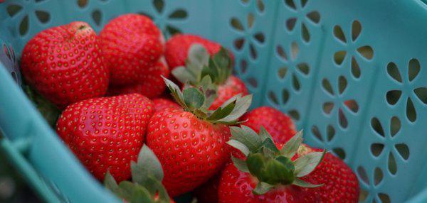 安徽名优特产水果都有哪些