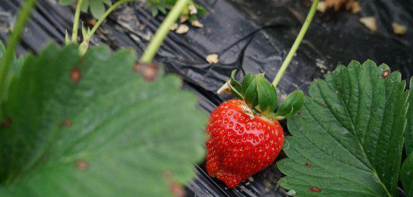 安徽名优特产水果都有哪些