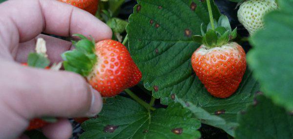 安徽名优特产水果都有哪些