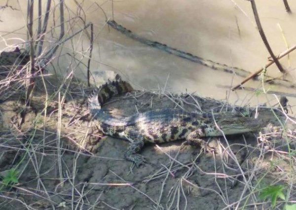 鳄鱼是国家几级保护动物