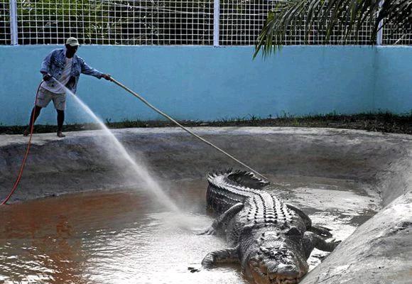 鳄鱼是国家几级保护动物