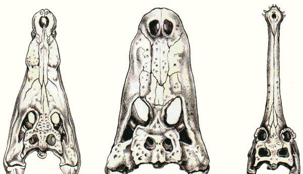 鳄鱼是国家几级保护动物