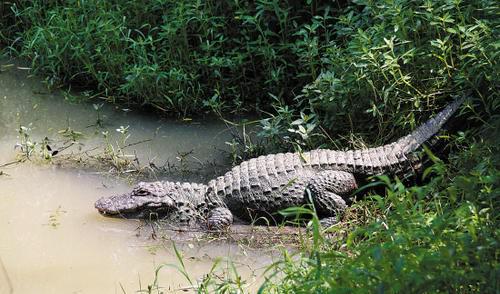 鳄鱼是国家几级保护动物